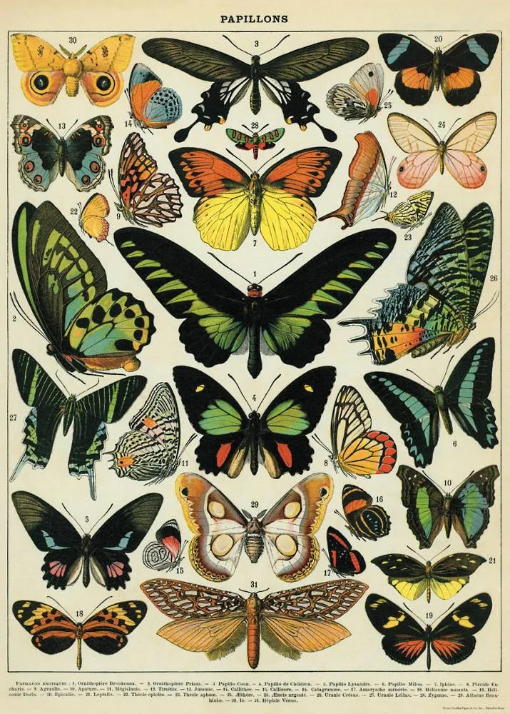 BUTTERFLY GIFT WRAP