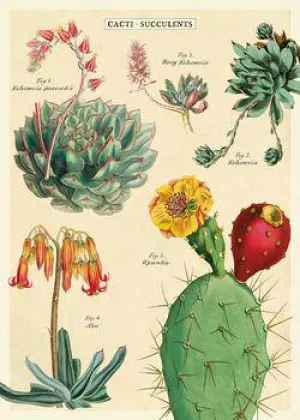 CACTI & SUCCULENTS GIFT WRAP