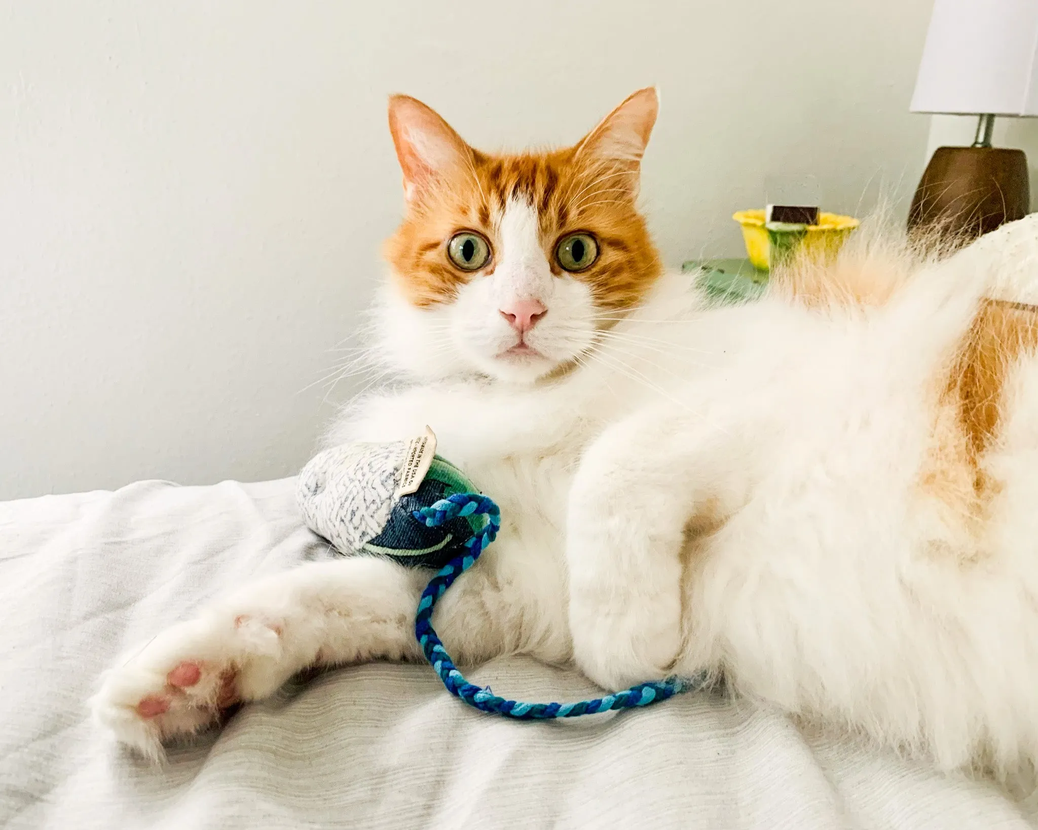 Cat's Best Friend / Mouse