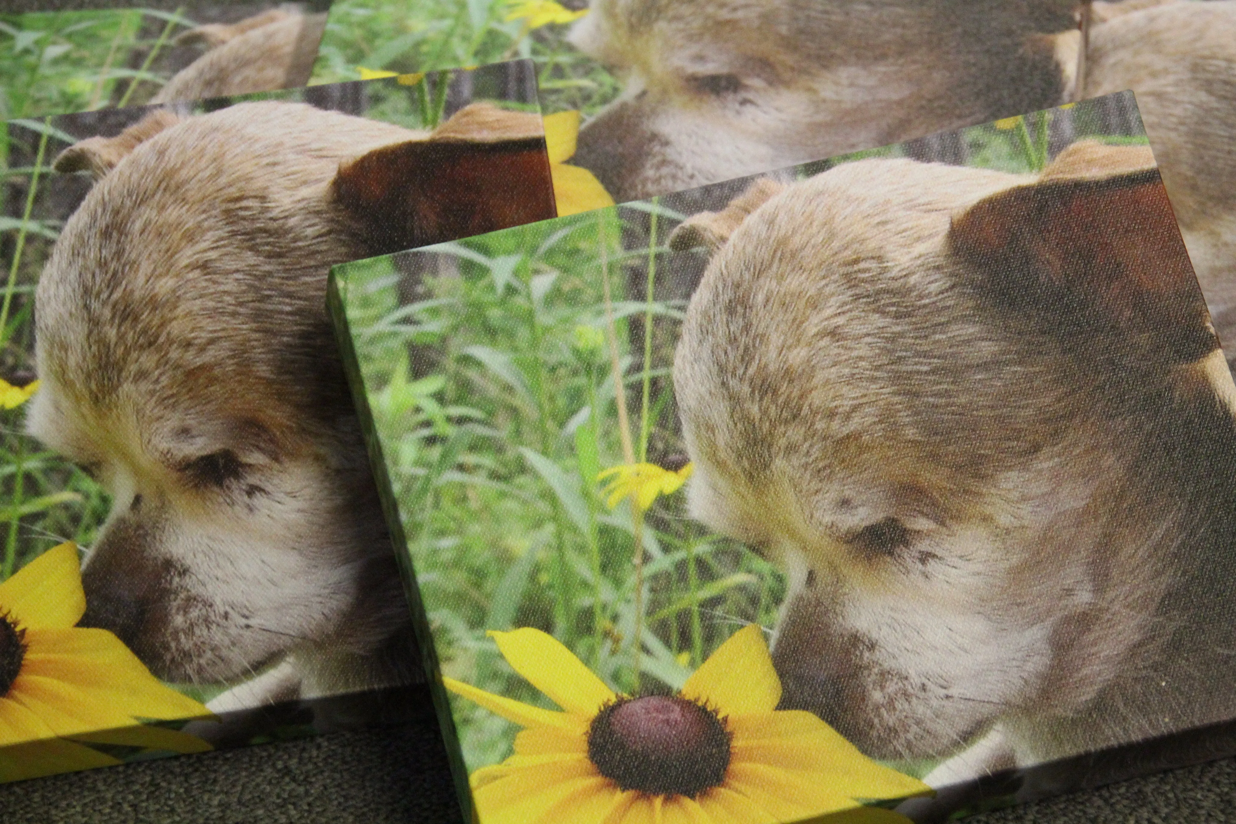 Harley Flowers - Canvas Gallery Photo - 8x10