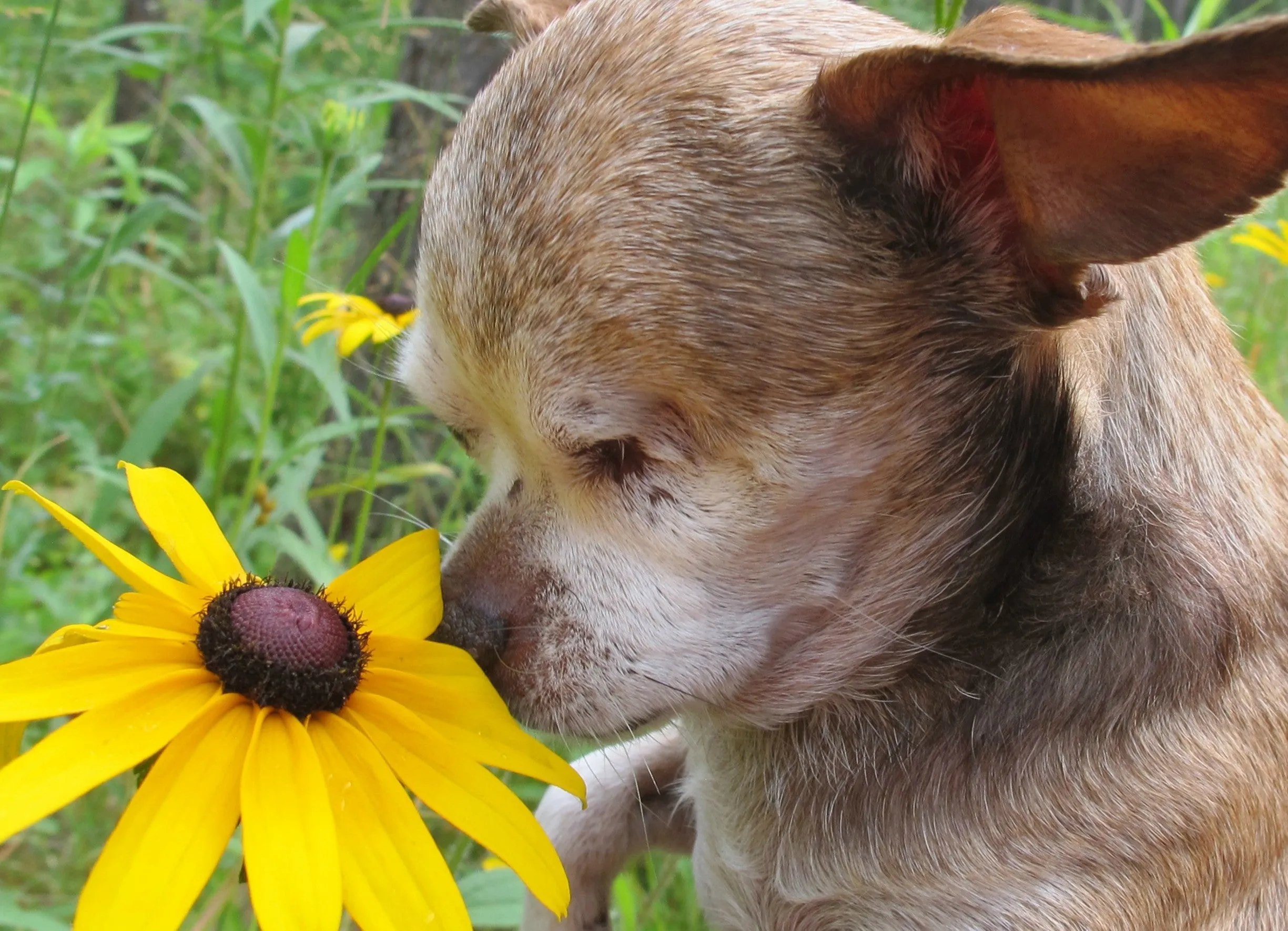 Harley Flowers - Canvas Gallery Photo - 8x10
